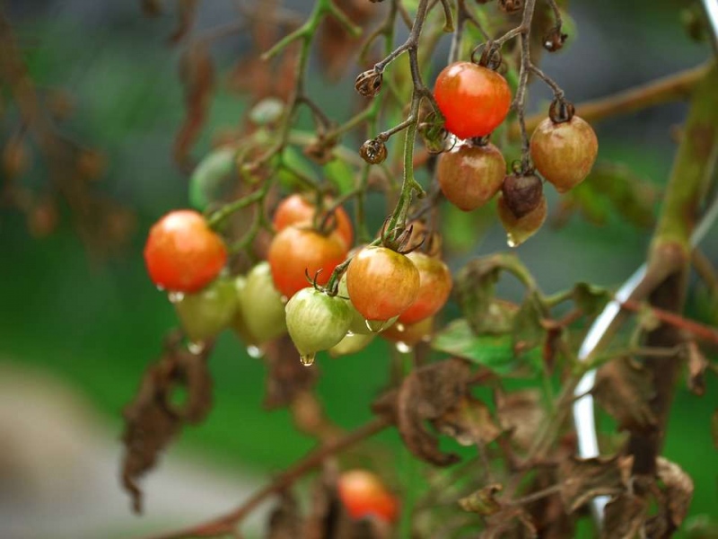 轻微食物中毒怎么缓解轻微食物中毒症状有哪些